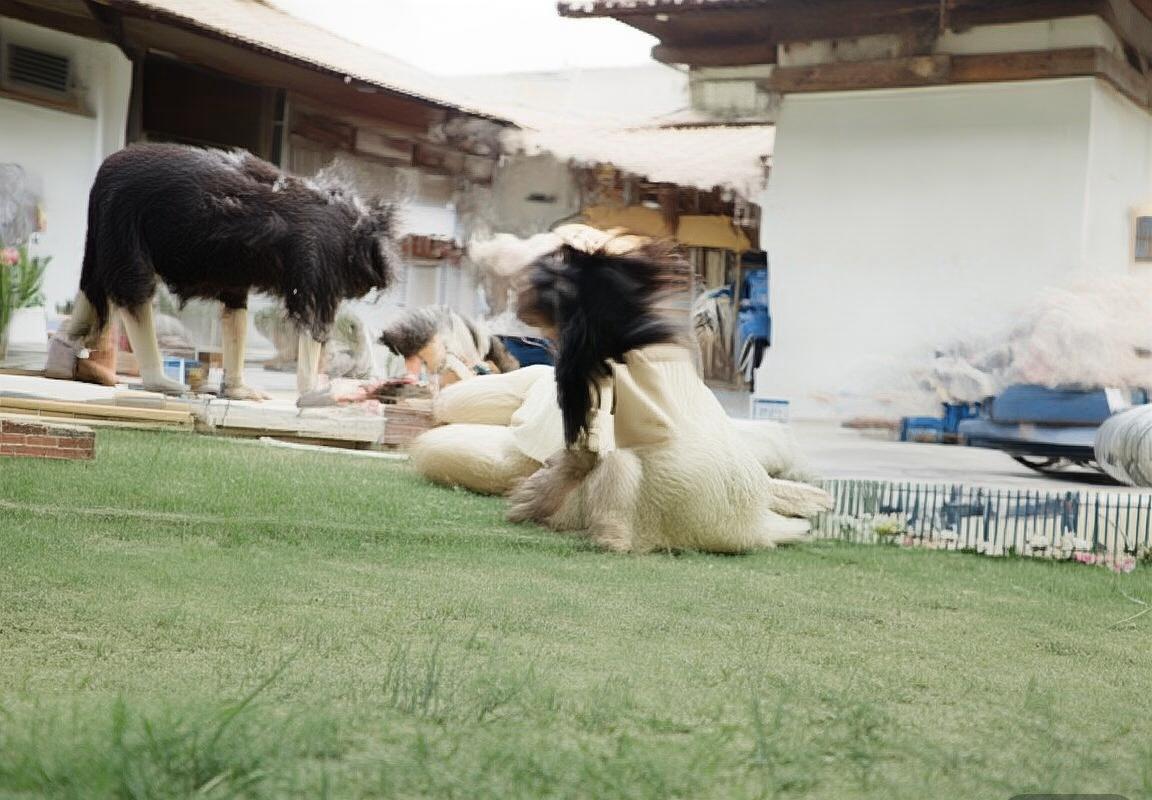 飞马与风暴：一场力量与智慧的较量